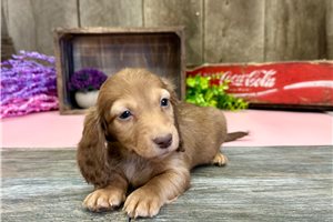 Tinker Bell - puppy for sale