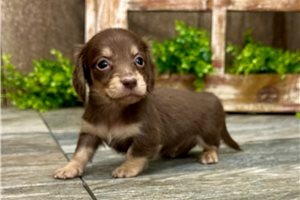 Peter - puppy for sale