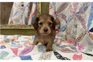 Ashley - Dachshund, Mini for sale