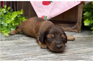 Gail - puppy for sale