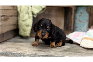 Gavin - Dachshund, Mini for sale