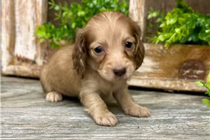 Mary - puppy for sale