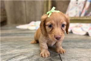 Allison - Dachshund, Mini for sale