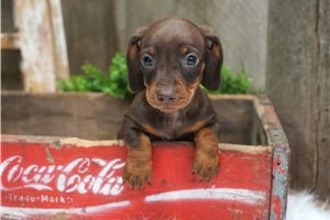 Connor - puppy for sale