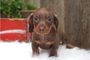 Carson - puppy for sale