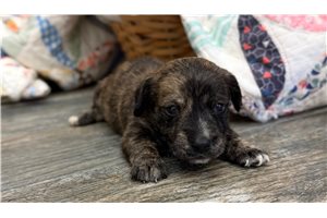 Victor - Dachshund, Smooth for sale
