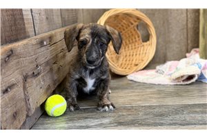 Victor - Dachshund, Smooth for sale