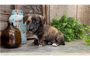 Victor - Dachshund, Smooth for sale