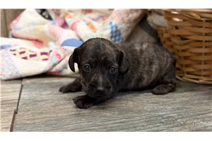 Vane - Dachshund, Smooth for sale