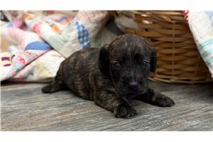 Vince - Dachshund, Smooth for sale