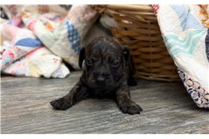 Vaughn - Dachshund, Smooth for sale
