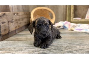 Valorie - Dachshund, Smooth for sale