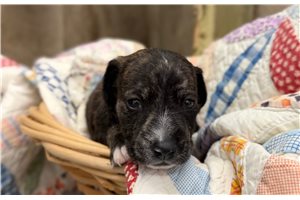 Veer - Dachshund, Smooth for sale