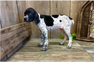 Dolly - puppy for sale