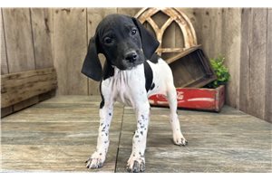 Presley - puppy for sale