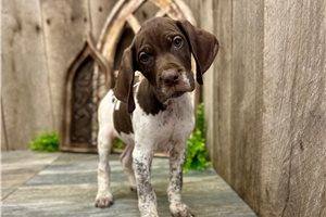 Elvis - German Shorthaired Pointer for sale