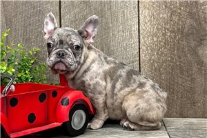 Ivan - puppy for sale