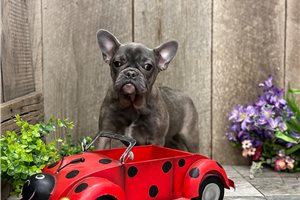 Ivye - puppy for sale