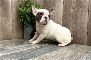 Irene - puppy for sale