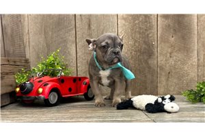 Icee - French Bulldog for sale