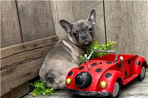 Iris - French Bulldog for sale