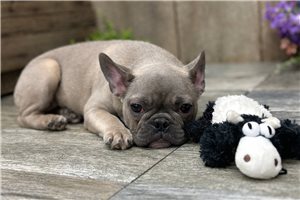 Iris - French Bulldog for sale