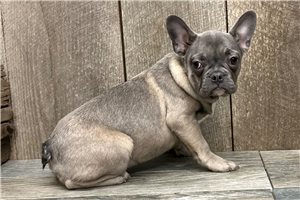 Isabella - puppy for sale