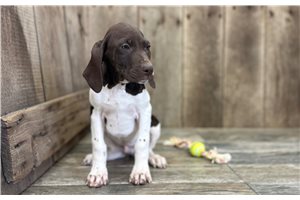 Johnny - German Shorthaired Pointer for sale