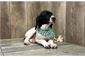 Cash - German Shorthaired Pointer for sale