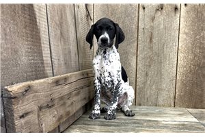Loretta - German Shorthaired Pointer for sale