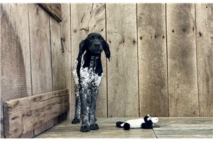 Waylon - German Shorthaired Pointer for sale