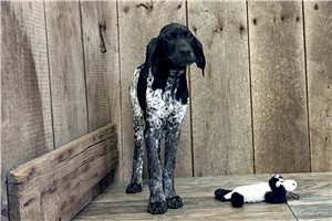 Waylon - German Shorthaired Pointer for sale