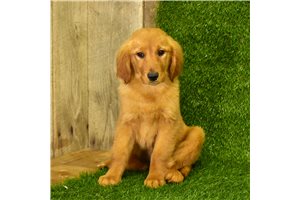 Kamila - puppy for sale