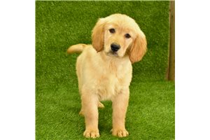 Raul - puppy for sale