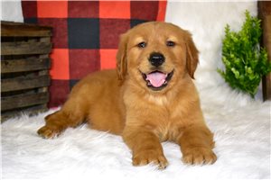 Rodrigo - puppy for sale