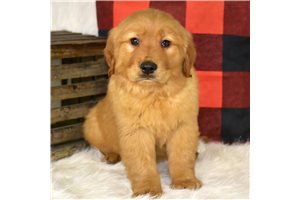 Roland - puppy for sale
