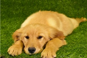 Kyla - puppy for sale