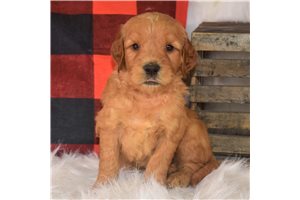Damon - Goldendoodle for sale