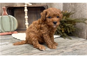 Iker - puppy for sale
