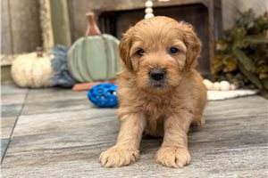 Ivan - puppy for sale