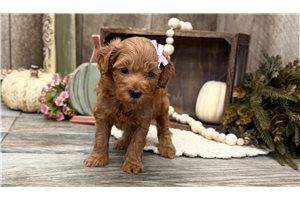 Indie - Goldendoodle for sale