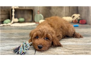 Isiah - Goldendoodle for sale