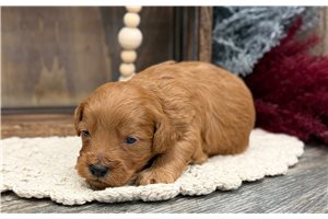 Jack - puppy for sale