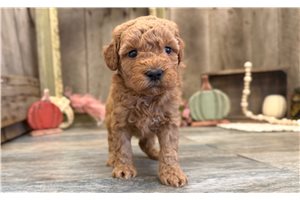 Iggy - puppy for sale
