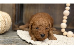 Jayce - Mini Goldendoodle for sale
