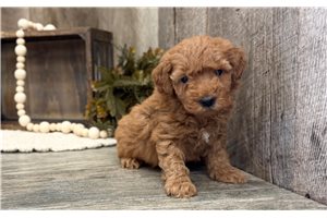 Immanuel - puppy for sale