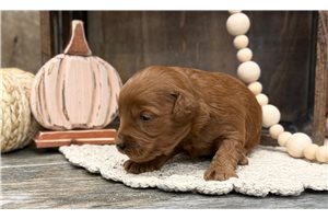 Indie - Goldendoodle for sale