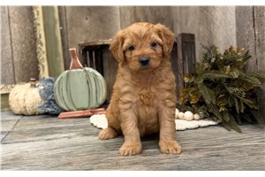 Irvin - puppy for sale