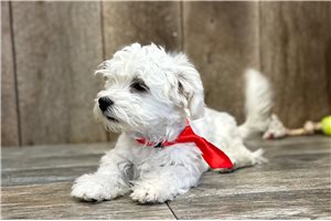 August - Havamalt for sale