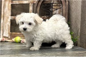 April - Havamalt for sale